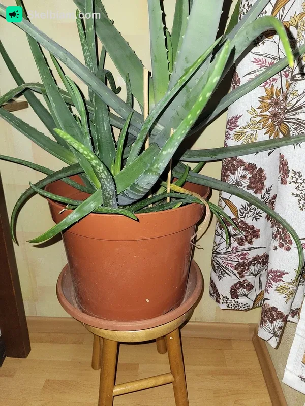 Didelė vazoninė gėlė Agava (Aloe vera) 30 eur — Flora, fauna, Vilnius
